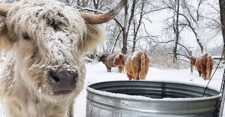 pasture raised highlander beef in central Wisconsin